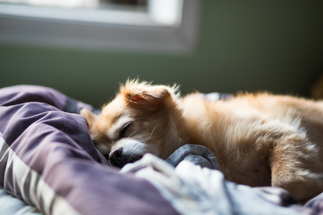 The Dog Parent's Guide to Anxiety and Sleep Relief