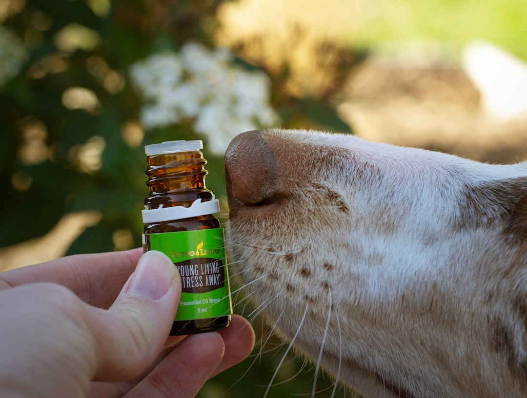 Heal Naturally: Discovering Effective Holistic Pet Remedies