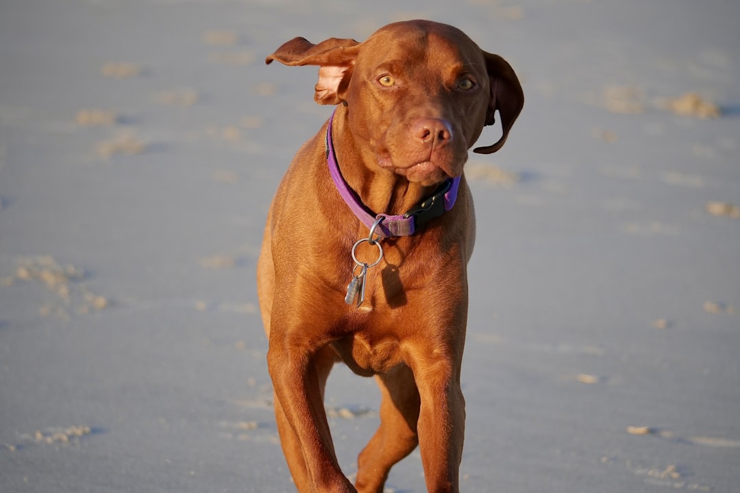 Happy Hips, Happy Hounds: Understanding and Treating Dog Joint Pain