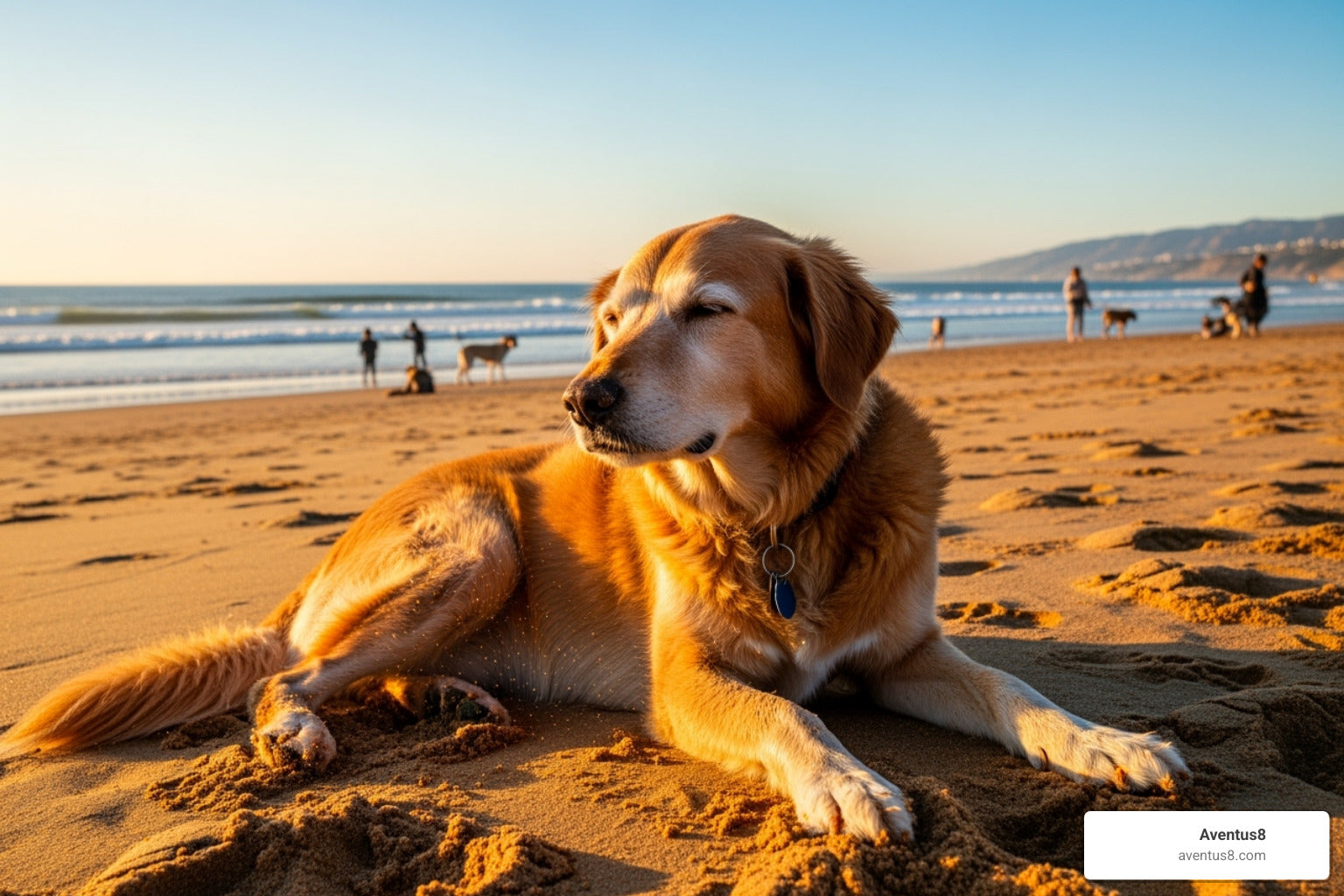 Pain Relief for Pups: The Power of CBD