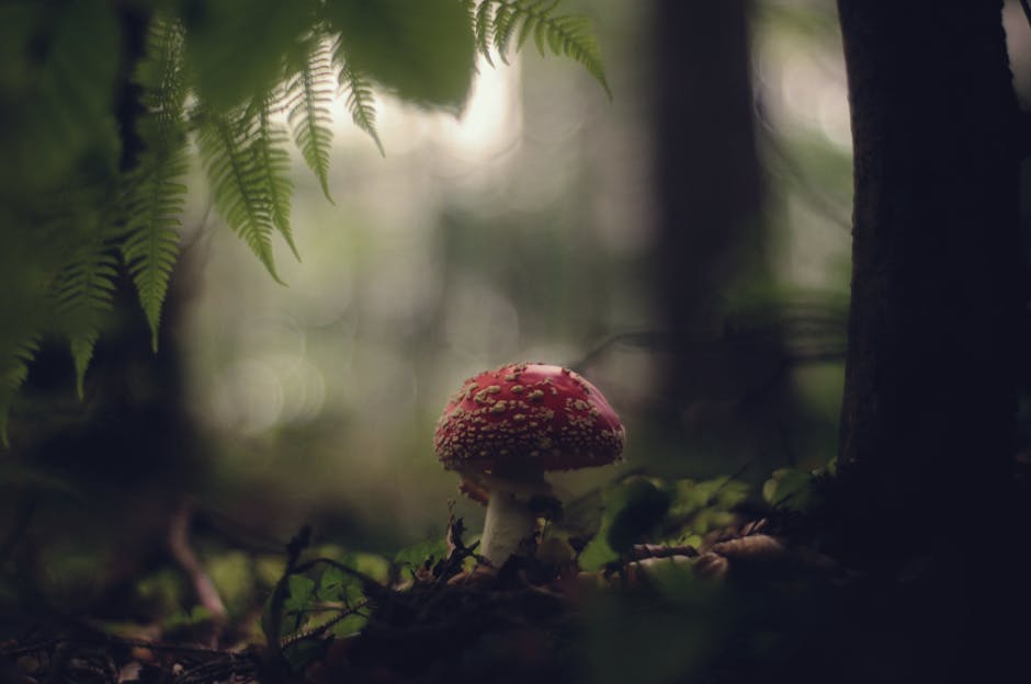 The Amanita Muscaria Mushroom: A Deep Dive into its Nature and History