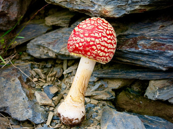 Amanita Muscaria Effects: From Dreams to Dissociation