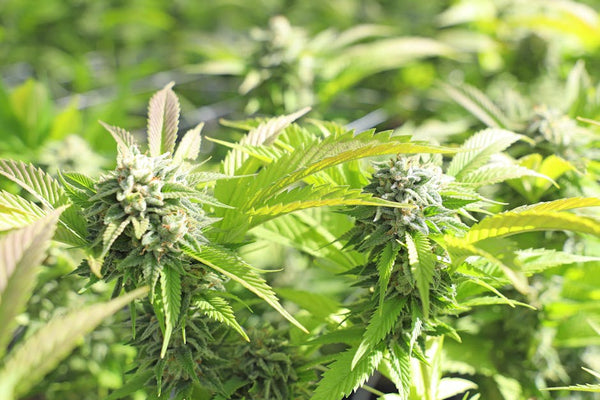 Delta-8 vs Delta-9: Which Cannabinoid Is Right For Your Needs