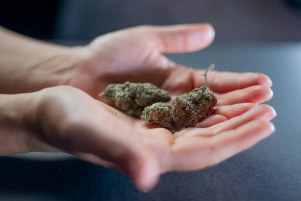 Cannabis Explained: From THC to CBD and Beyond