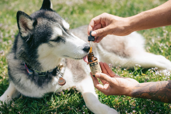 Pet-Approved: The Best CBD for Your Pets