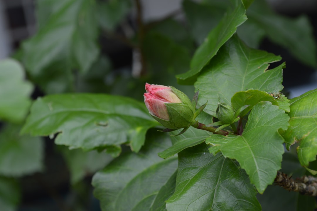 From Seed to Splendor: Unpacking the Mystery of Flower Buds