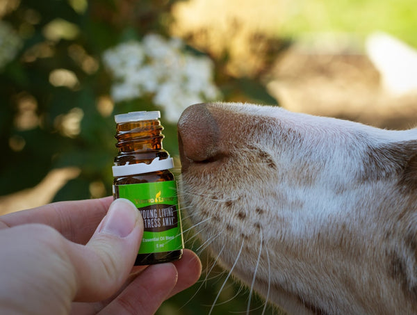 Heal Naturally: Discovering Effective Holistic Pet Remedies