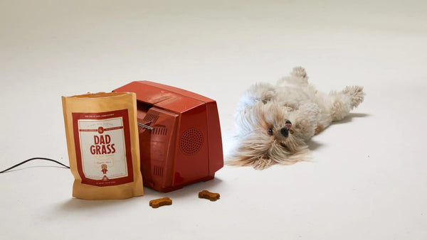 Happy Paws, Happy Lives: Understanding CBD for Your Beloved Pet
